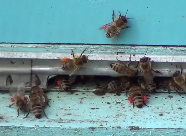Kako pčele skupljaju polen i prave od njega pergu - Pčelinji hleb